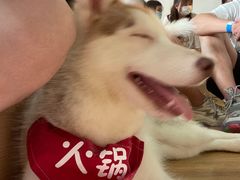 -Husky Go! 哈士奇体验馆·宠物咖啡厅狗咖