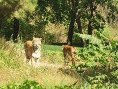 -北京野生动物园