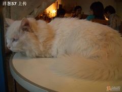 -Babycat私家御饼屋(龙头路一店)