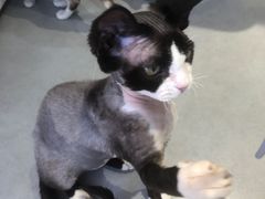 -琪喵猫屋·撸猫猫咖·猫舍