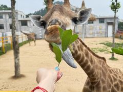 -西霞口神雕山野生动物世界