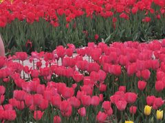 -石家庄市植物园