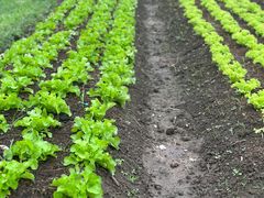 -Ohkajhu Organic Farm Sansai