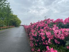 -上海滨江森林公园