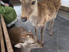 -奈良公园