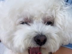 -瑞派福兴宠物医院犬猫全科·骨科·中西医结合(河东店)