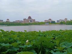 -莲花池公园
