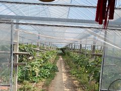 -马陆小张葡萄园农家乐