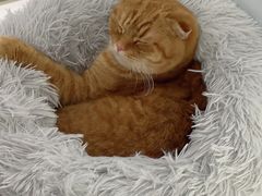 -喵的天空名猫咖啡馆·撸猫·猫舍·用品