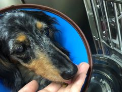 -爱妮康宠物医院·干细胞免疫细胞·肿瘤·心脏(张江店)