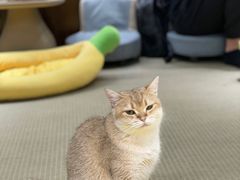 -逗柴咖啡屋·狗咖猫咖宠物桌游