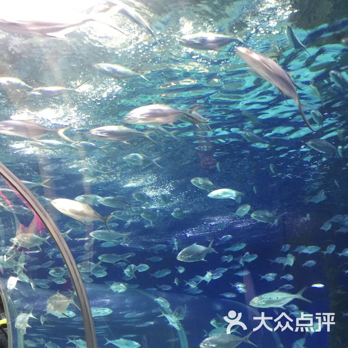 上海海洋水族館