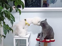 -Doors独立剧情密室(东门分店)