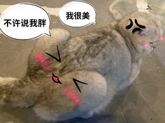 -Mr.Fox狐狸先生超级密室(南山店)