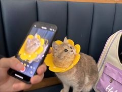 -伟伟宠物医院·瑞派猫友好医院·猫科(光谷店)