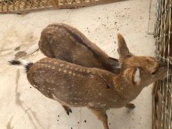 -萌宠亲子动物乐园(槐房万达店)