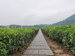 -中国茶叶博物馆(双峰馆区)