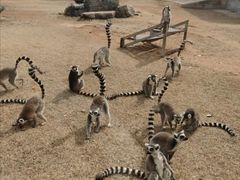 -秦皇岛野生动物园