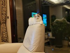 -momokira米努特·德文卷毛猫·棉花面纱犬