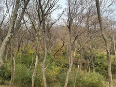 -南京老山国家森林公园