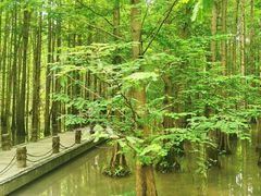 -桤木河湿地公园