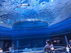 -上海海洋水族馆