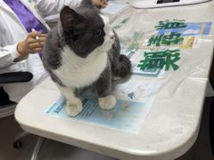 -瑞派宠物医院·24h·骨外科·皮肤科·全科宠物医疗转诊中心(沈阳浑南院)
