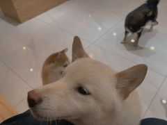 -柴源莊·柴小宠柴犬咖啡