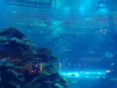 -迪拜水族馆及水下动物园