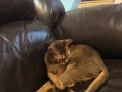 -猫大福·Fortune Cat猫舍(百子湾店)