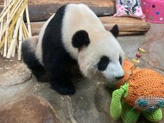 -海南热带野生动植物园