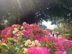-芒洲湿地公园