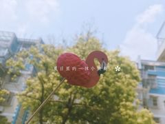 超喜欢的饮料装饰火烈鸟-Jo's Garden