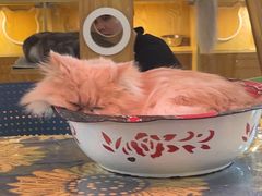 -平行世界·猫咖(首经贸店)