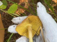 -素山寺森林公园