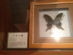 14.7-上海大自然野生昆虫馆