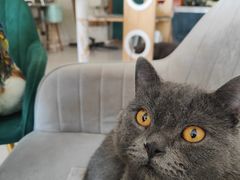 -平行世界·猫咖(首经贸店)