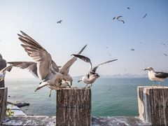 -海驴岛(荣成市)