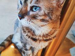 -飞行喵MR PILOT|猫舍·猫咖(静安大融城店)