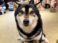 -逗柴咖啡屋·狗咖猫咖宠物桌游