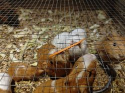 -酷嗒动物文化乐园(cutezoo西溪乐天城店)