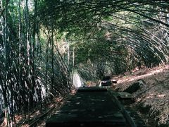 -铁山坪森林公园