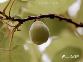 山上层层桃李花， 云间烟火是人家