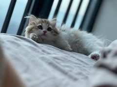 -小猫来了·猫舍(红山六九七九店)