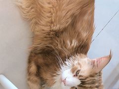 -平行世界·猫咖(首经贸店)