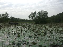 -大湾区中央湿地公园