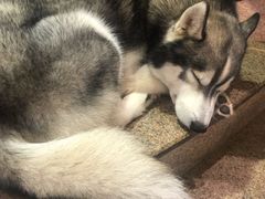 -more than meow吴止猫主题餐厅(承德 中船汇店)