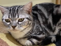 -猫和宫(六道口店)