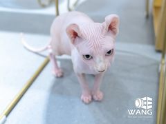 -飞行喵MR PILOT|猫舍·猫咖(静安大融城店)
