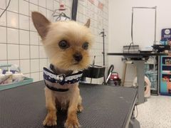 -BABIT巴比特宠物(MOMOPARK店)